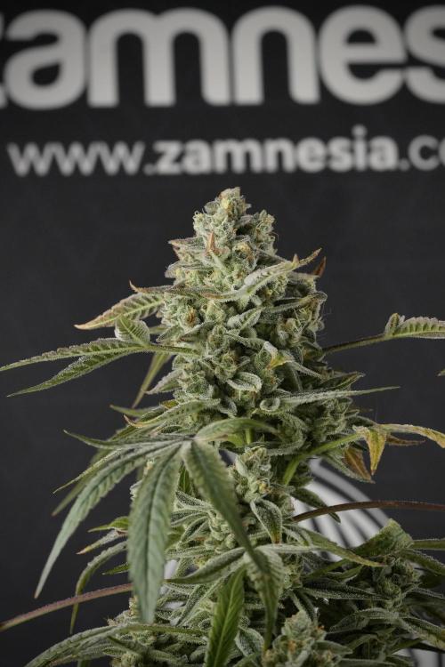 TicaL X Zamnesia-NectarDrip pack#268/750. Week 14 - Nectar Drop No Veg 12-12 from seed