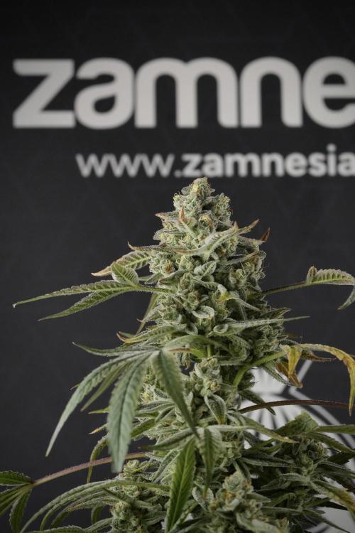 TicaL X Zamnesia-NectarDrip pack#268/750. Week 14 - Nectar Drop No Veg 12-12 from seed