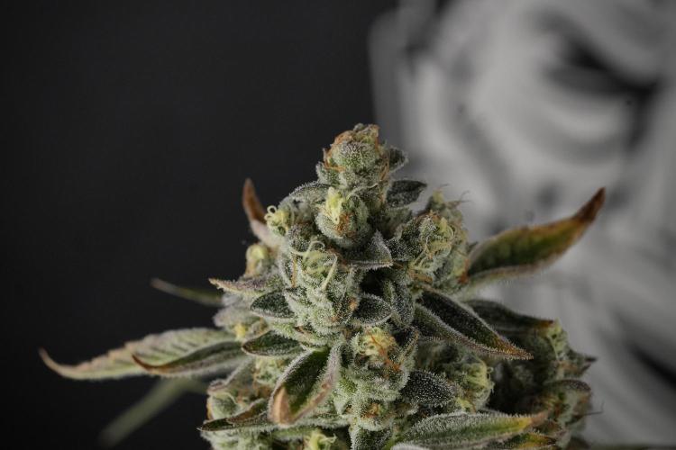 TicaL X Zamnesia-NectarDrip pack#268/750. Week 14 - Nectar Drop No Veg 12-12 from seed