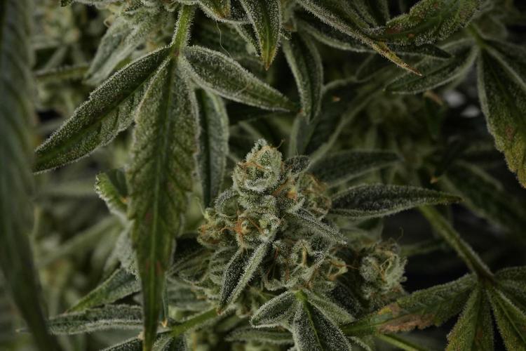 TicaL X Zamnesia-NectarDrip pack#268/750. Week 14 - Nectar Drop No Veg 12-12 from seed