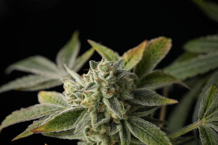 TicaL X Zamnesia-NectarDrip pack#268/750. Week 14 - Nectar Drop No Veg 12-12 from seed