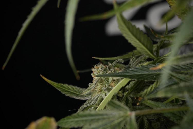 TicaL X Zamnesia-NectarDrip pack#268/750. Week 14 - Nectar Drop No Veg 12-12 from seed