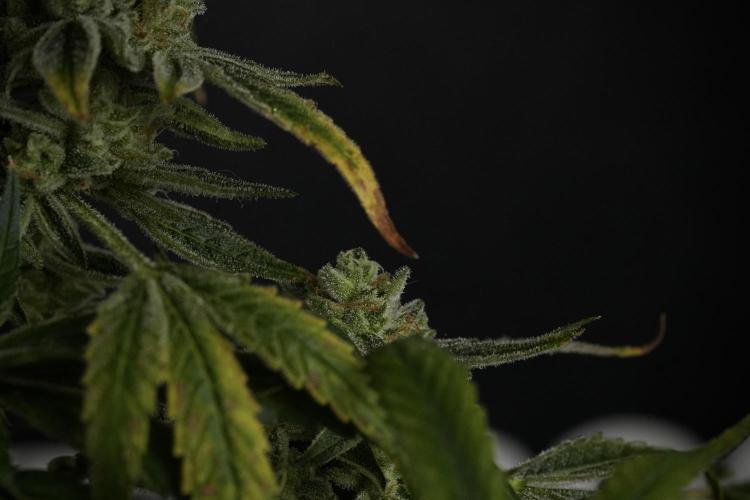 TicaL X Zamnesia-NectarDrip pack#268/750. Week 14 - Nectar Drop No Veg 12-12 from seed
