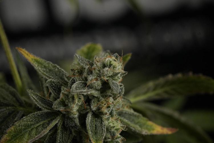TicaL X Zamnesia-NectarDrip pack#268/750. Week 14 - Nectar Drop No Veg 12-12 from seed