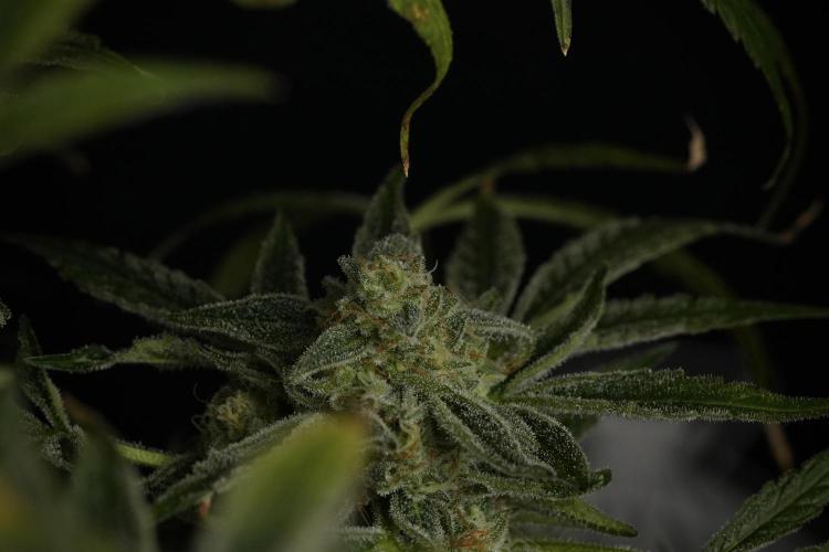 TicaL X Zamnesia-NectarDrip pack#268/750. Week 14 - Nectar Drop No Veg 12-12 from seed