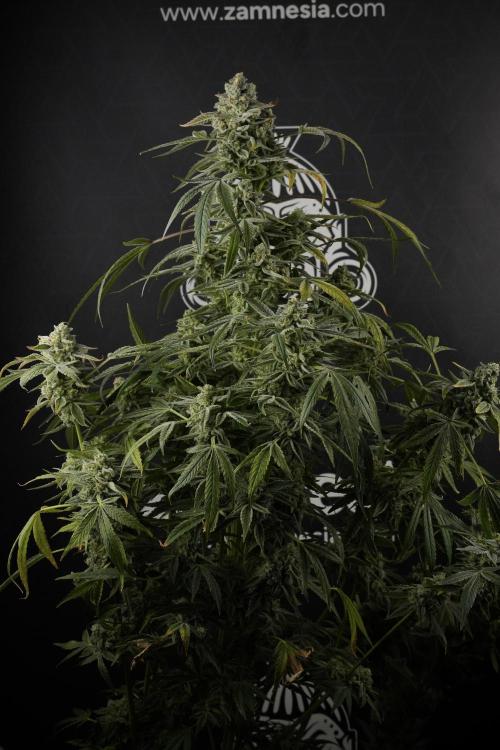 TicaL X Zamnesia-NectarDrip pack#268/750. Week 14 - Nectar Drop No Veg 12-12 from seed