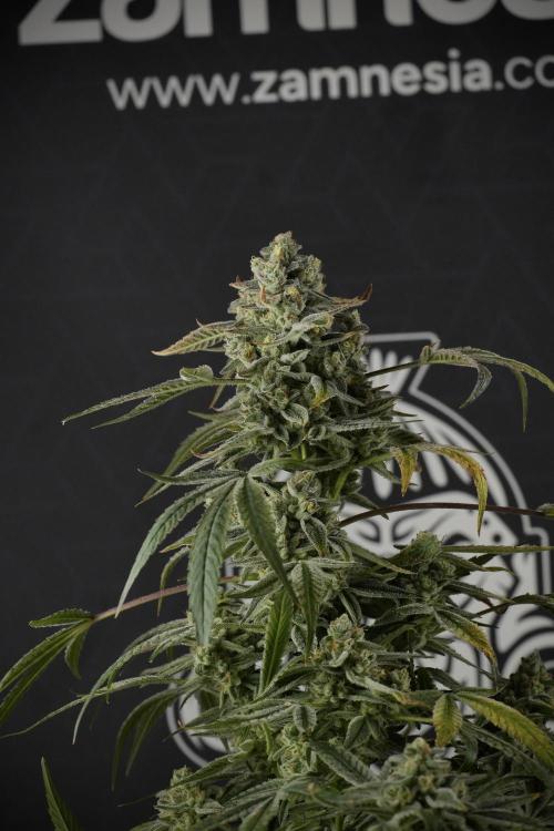 TicaL X Zamnesia-NectarDrip pack#268/750. Week 14 - Nectar Drop No Veg 12-12 from seed