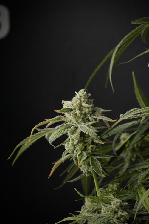 TicaL X Zamnesia-NectarDrip pack#268/750. Week 14 - Nectar Drop No Veg 12-12 from seed