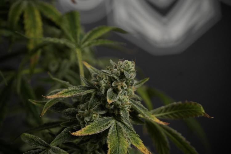 TicaL X Zamnesia-NectarDrip pack#268/750. Week 14 - Nectar Drop No Veg 12-12 from seed