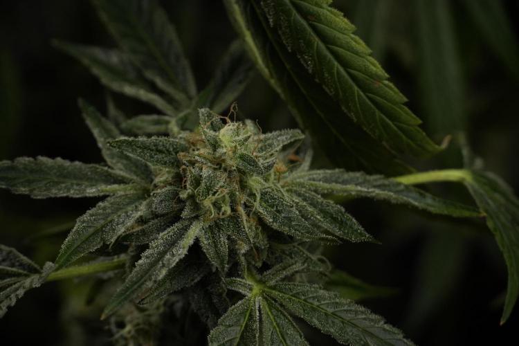 TicaL X Zamnesia-NectarDrip pack#268/750. Week 14 - Nectar Drop No Veg 12-12 from seed