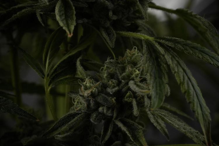 TicaL X Zamnesia-NectarDrip pack#268/750. Week 14 - Nectar Drop No Veg 12-12 from seed