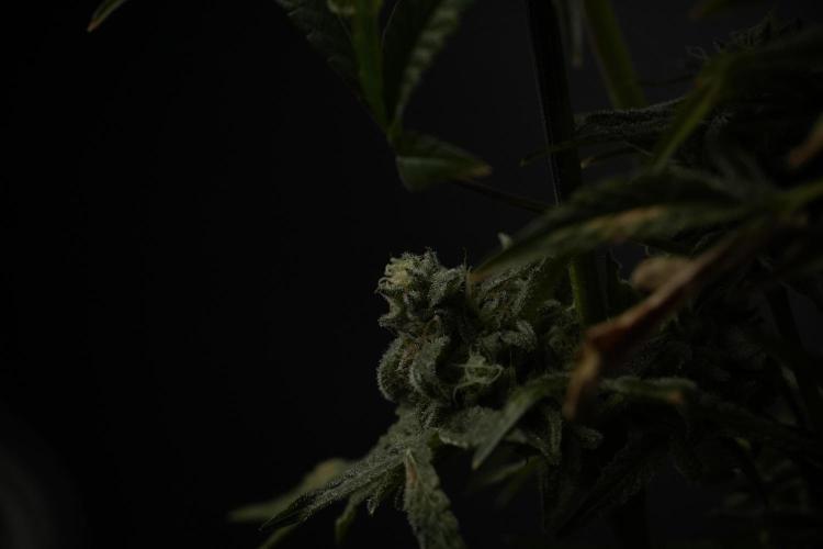 TicaL X Zamnesia-NectarDrip pack#268/750. Week 14 - Nectar Drop No Veg 12-12 from seed