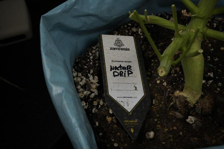 TicaL X Zamnesia-NectarDrip pack#268/750. Week 14 - Nectar Drop No Veg 12-12 from seed