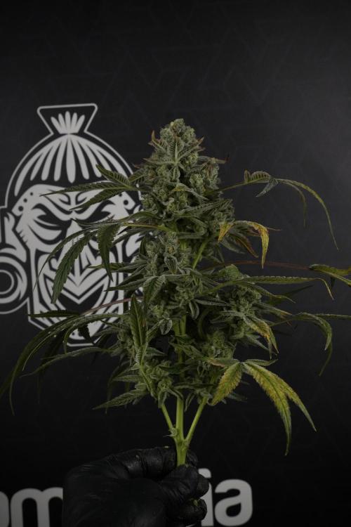 TicaL X Zamnesia-NectarDrip pack#268/750. Week 14 - Nectar Drop No Veg 12-12 from seed
