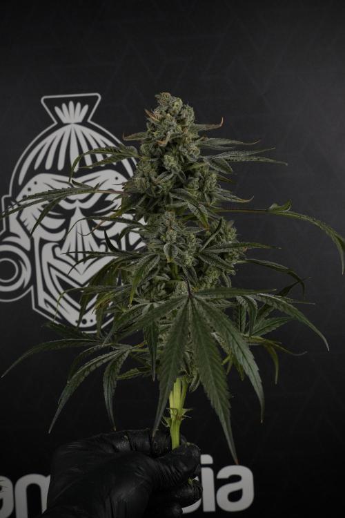 TicaL X Zamnesia-NectarDrip pack#268/750. Week 14 - Nectar Drop No Veg 12-12 from seed
