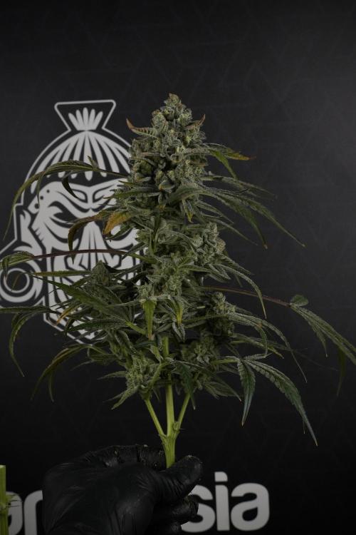 TicaL X Zamnesia-NectarDrip pack#268/750. Week 14 - Nectar Drop No Veg 12-12 from seed