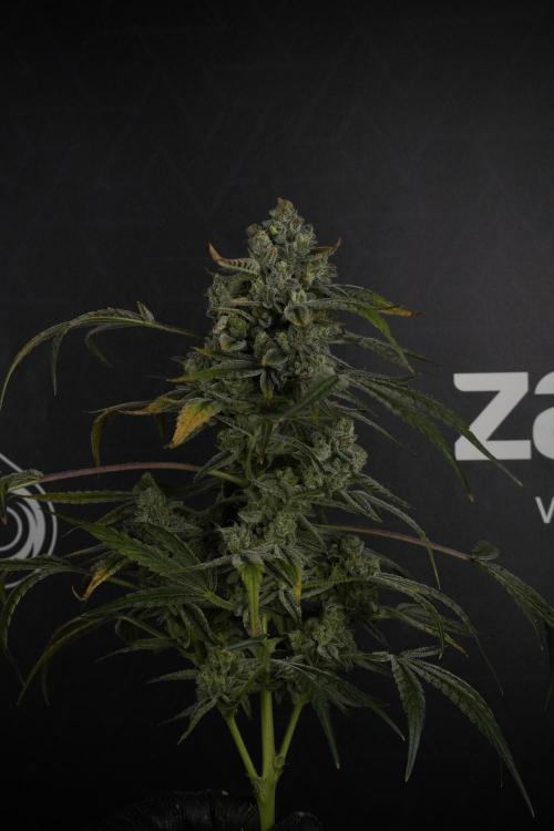 TicaL X Zamnesia-NectarDrip pack#268/750. Week 14 - Nectar Drop No Veg 12-12 from seed