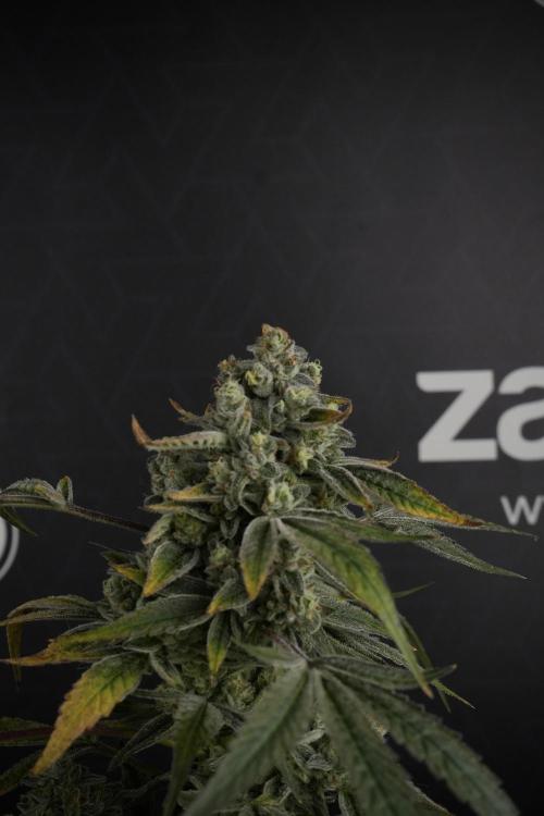 TicaL X Zamnesia-NectarDrip pack#268/750. Week 14 - Nectar Drop No Veg 12-12 from seed