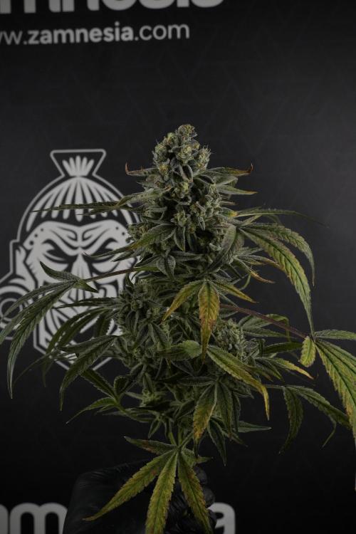 TicaL X Zamnesia-NectarDrip pack#268/750. Week 14 - Nectar Drop No Veg 12-12 from seed