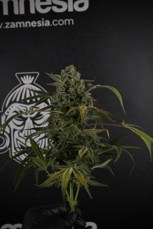 TicaL X Zamnesia-NectarDrip pack#268/750. Week 14 - Nectar Drop No Veg 12-12 from seed