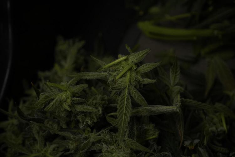 TicaL X Zamnesia-NectarDrip pack#268/750. Week 14 - Nectar Drop No Veg 12-12 from seed