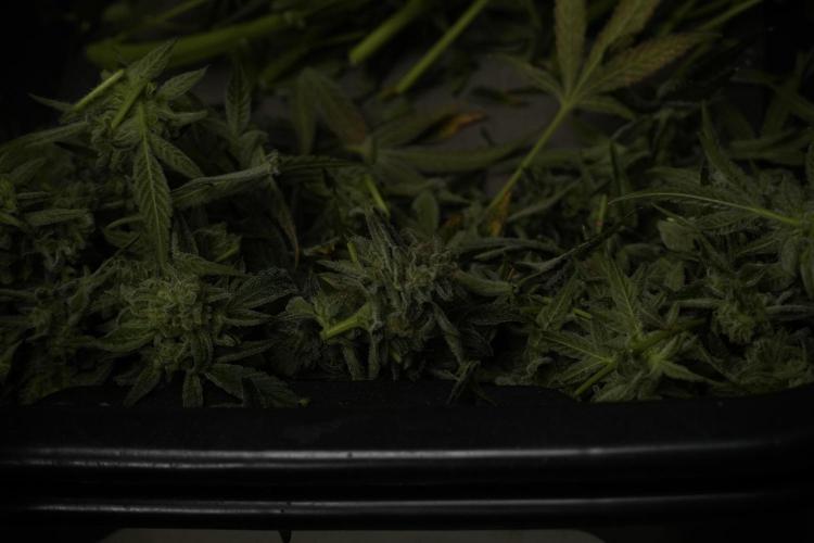 TicaL X Zamnesia-NectarDrip pack#268/750. Week 14 - Nectar Drop No Veg 12-12 from seed