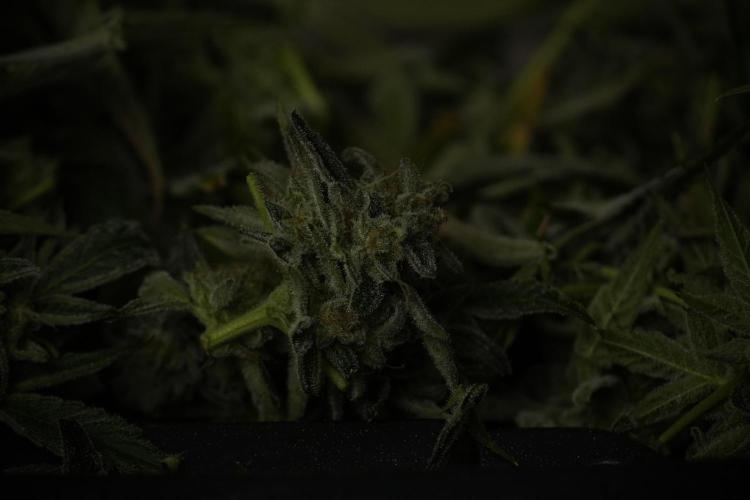 TicaL X Zamnesia-NectarDrip pack#268/750. Week 14 - Nectar Drop No Veg 12-12 from seed