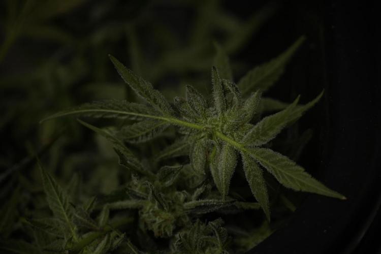 TicaL X Zamnesia-NectarDrip pack#268/750. Week 14 - Nectar Drop No Veg 12-12 from seed