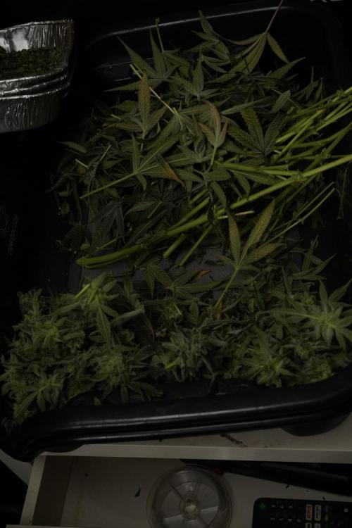 TicaL X Zamnesia-NectarDrip pack#268/750. Week 14 - Nectar Drop No Veg 12-12 from seed