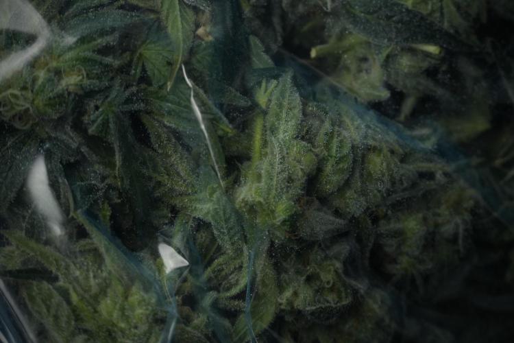 TicaL X Zamnesia-NectarDrip pack#268/750. Week 14 - Nectar Drop No Veg 12-12 from seed fresh frozen 