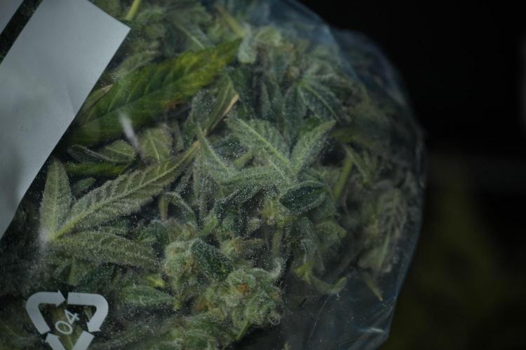 TicaL X Zamnesia-NectarDrip pack#268/750. Week 14 - Nectar Drop No Veg 12-12 from seed fresh frozen 
