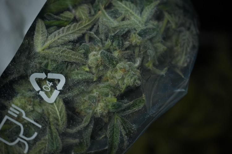 TicaL X Zamnesia-NectarDrip pack#268/750. Week 14 - Nectar Drop No Veg 12-12 from seed fresh frozen 
