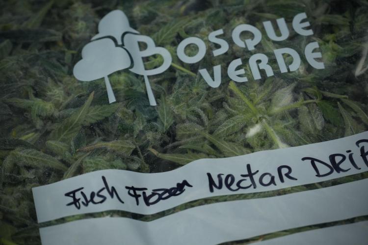TicaL X Zamnesia-NectarDrip pack#268/750. Week 14 - Nectar Drop No Veg 12-12 from seed fresh frozen 