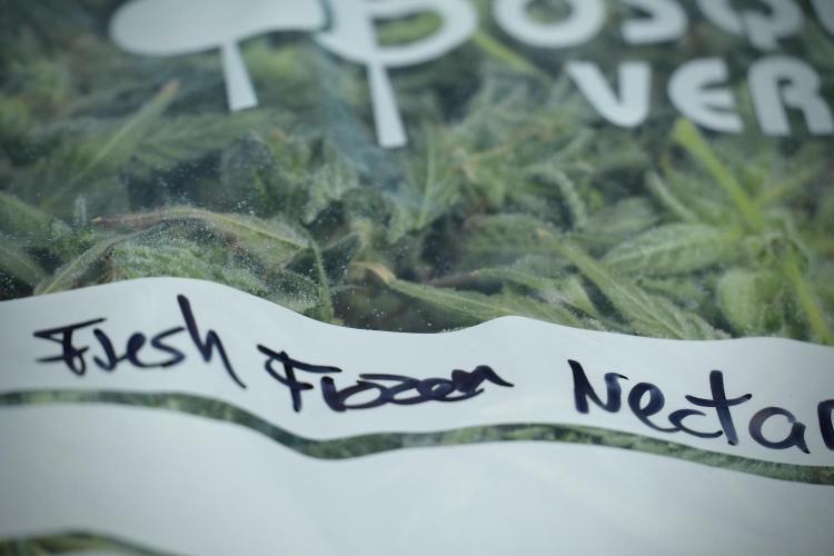 TicaL X Zamnesia-NectarDrip pack#268/750. Week 14 - Nectar Drop No Veg 12-12 from seed fresh frozen 