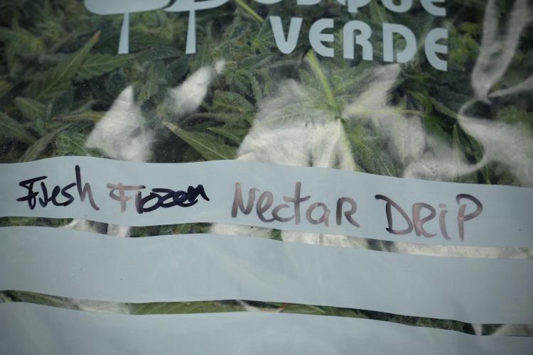 TicaL X Zamnesia-NectarDrip pack#268/750. Week 14 - Nectar Drop No Veg 12-12 from seed fresh frozen 