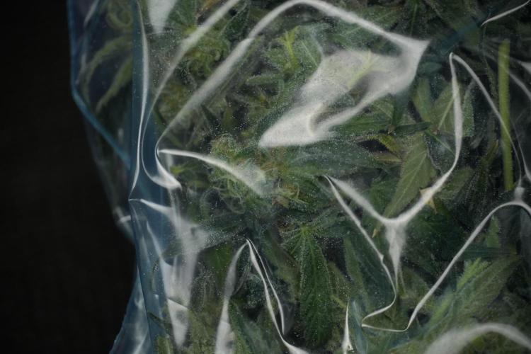 TicaL X Zamnesia-NectarDrip pack#268/750. Week 14 - Nectar Drop No Veg 12-12 from seed fresh frozen 