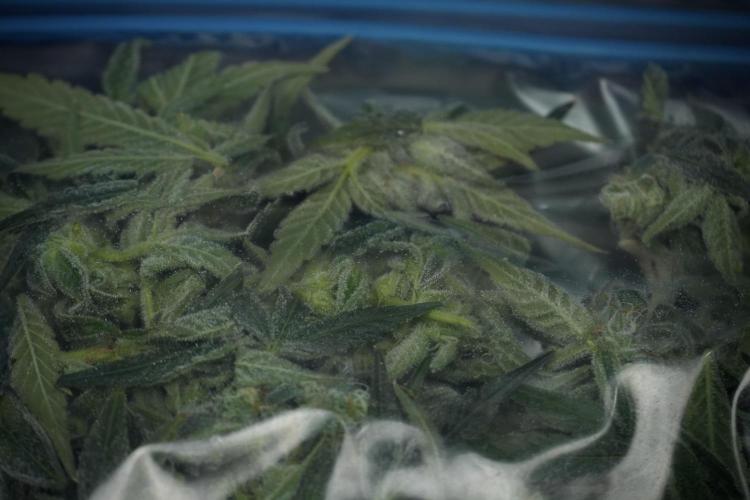 TicaL X Zamnesia-NectarDrip pack#268/750. Week 14 - Nectar Drop No Veg 12-12 from seed fresh frozen 