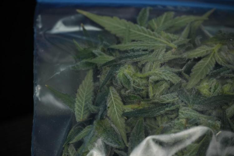 TicaL X Zamnesia-NectarDrip pack#268/750. Week 14 - Nectar Drop No Veg 12-12 from seed fresh frozen 