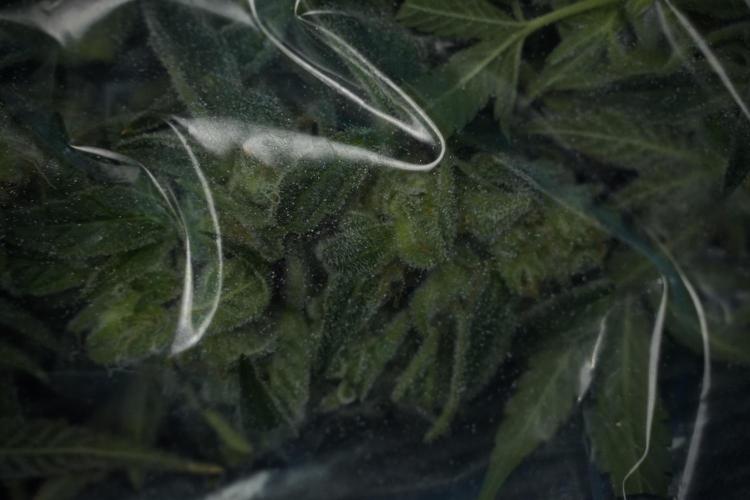 TicaL X Zamnesia-NectarDrip pack#268/750. Week 14 - Nectar Drop No Veg 12-12 from seed fresh frozen 