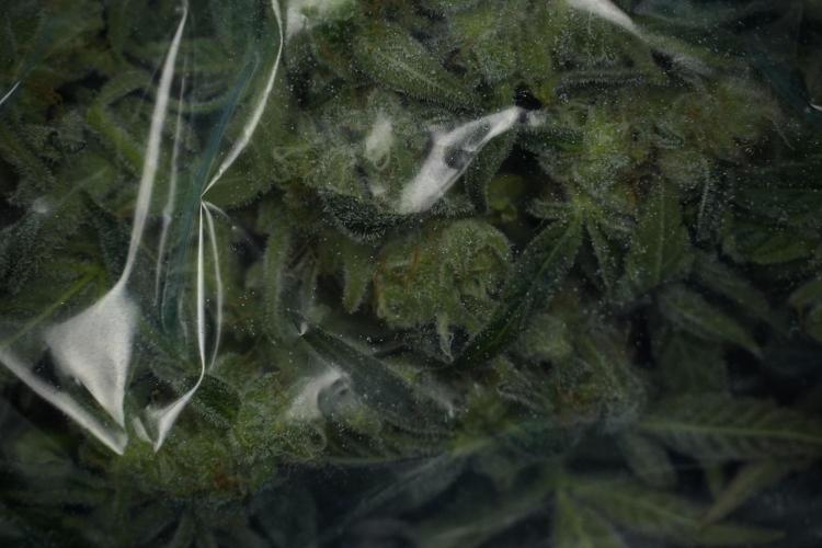 TicaL X Zamnesia-NectarDrip pack#268/750. Week 14 - Nectar Drop No Veg 12-12 from seed fresh frozen 