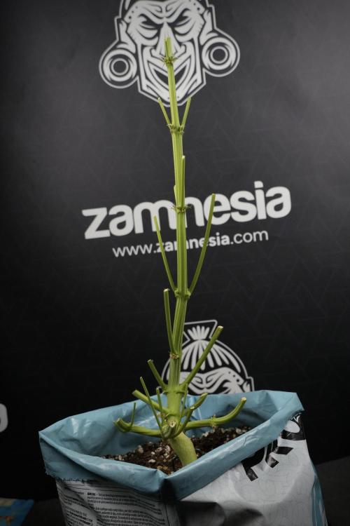 TicaL X Zamnesia-NectarDrip pack#268/750. Week 14 - Nectar Drop No Veg 12-12 from seed fresh frozen 