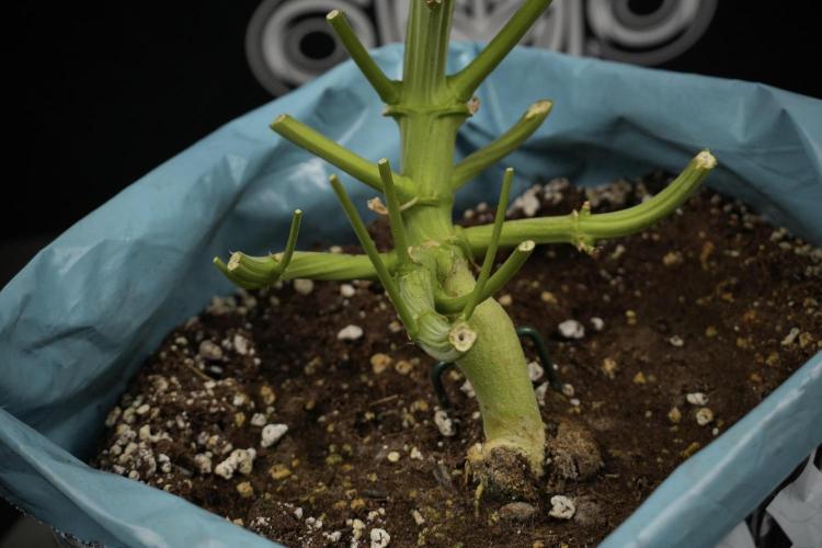TicaL X Zamnesia-NectarDrip pack#268/750. Week 14 - Nectar Drop No Veg 12-12 from seed fresh frozen 