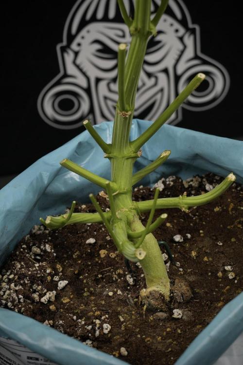 TicaL X Zamnesia-NectarDrip pack#268/750. Week 14 - Nectar Drop No Veg 12-12 from seed fresh frozen 