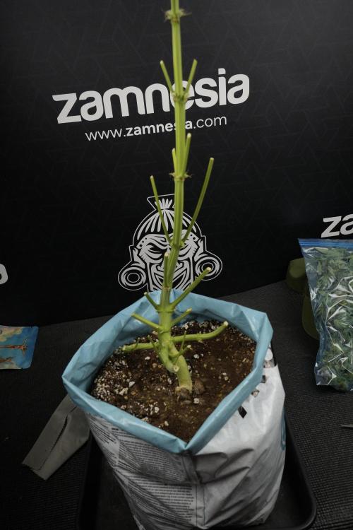 TicaL X Zamnesia-NectarDrip pack#268/750. Week 14 - Nectar Drop No Veg 12-12 from seed fresh frozen 