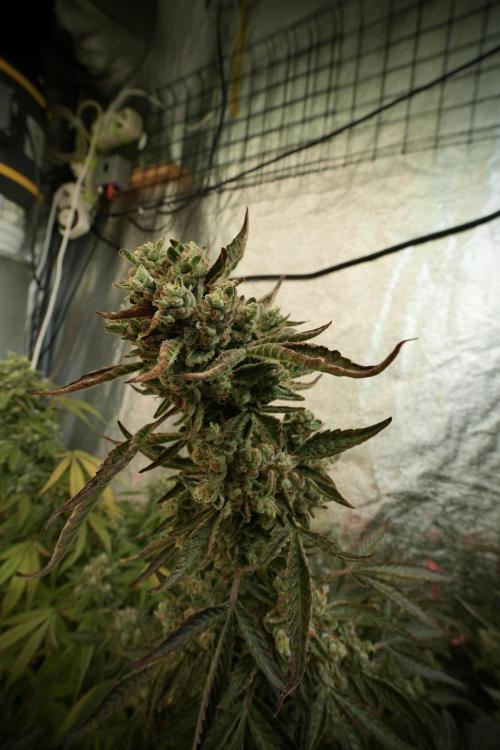 TicaL X Zamnesia-NectarDrip pack#268/750. Week 14 - Nectar Drop No Veg 12-12 from seed 