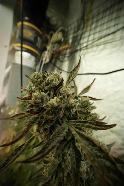 TicaL X Zamnesia-NectarDrip pack#268/750. Week 14 - Nectar Drop No Veg 12-12 from seed 