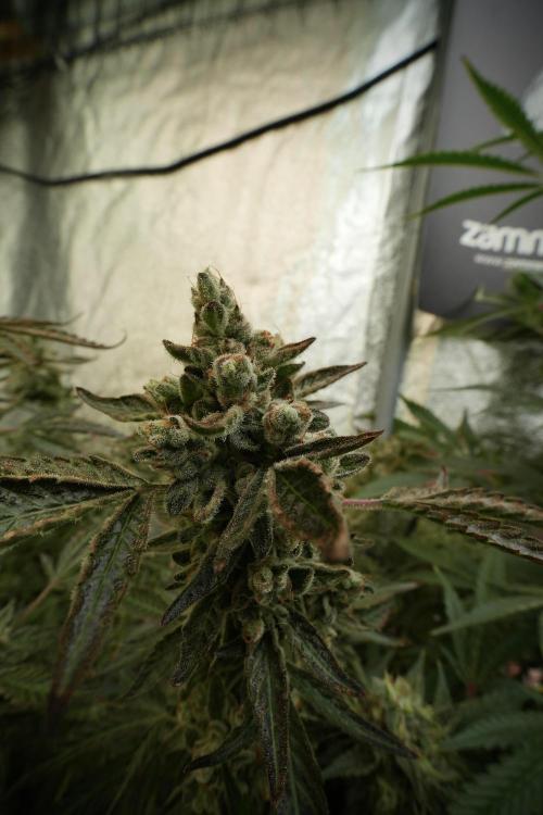 TicaL X Zamnesia-NectarDrip pack#268/750. Week 14 - Nectar Drop No Veg 12-12 from seed 