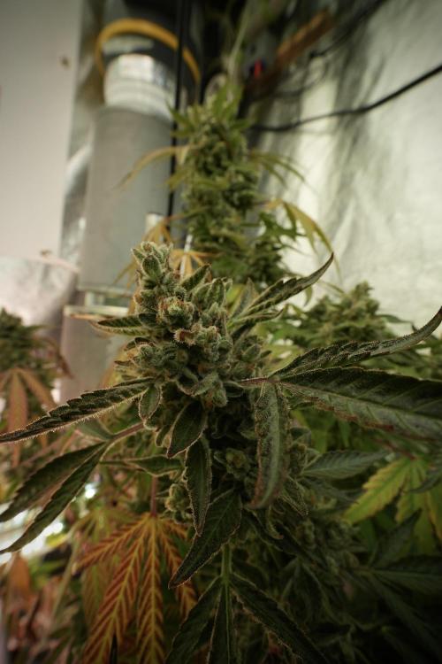 TicaL X Zamnesia-NectarDrip pack#268/750. Week 14 - Nectar Drop No Veg 12-12 from seed 