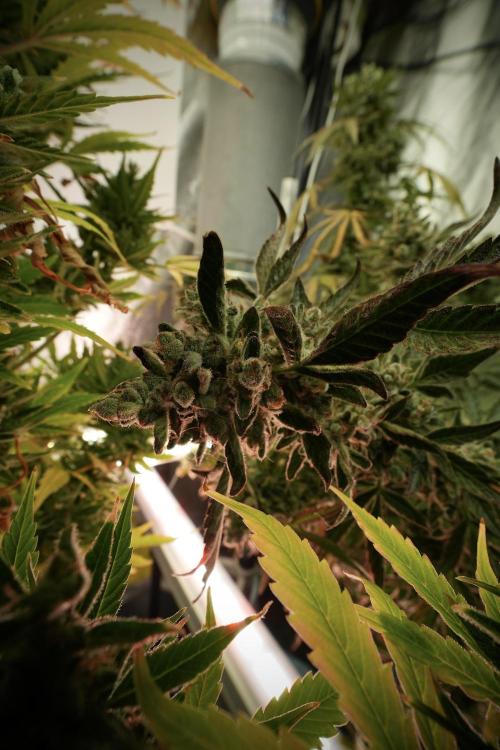 TicaL X Zamnesia-NectarDrip pack#268/750. Week 14 - Nectar Drop No Veg 12-12 from seed 