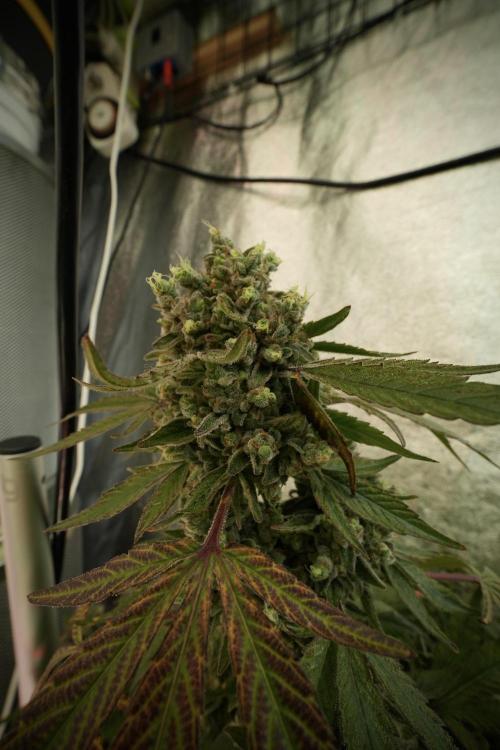 TicaL X Zamnesia-NectarDrip pack#268/750. Week 14 - Nectar Drop No Veg 12-12 from seed 